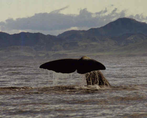 Whale1.jpg (19546 bytes)